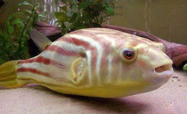 哪種龍魚最兇猛最好養(yǎng)（觀賞魚市場熱門品種排行，過背金龍可能是您的最佳選擇）