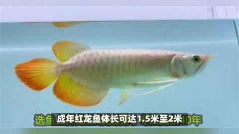 紅龍魚成年后還會長多大？ 紅龍魚成年后還會長多大？ 龍魚百科 第1張