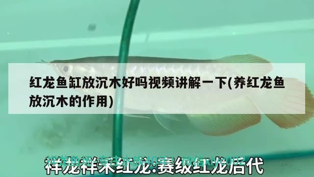 紅龍魚缸里放沉木好嗎，沉木對紅龍魚發(fā)色的影響