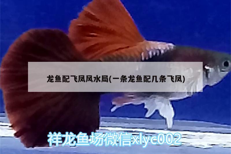 建水縣小林水族館