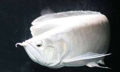 龍魚一開燈就掉眼睛怎么辦：龍魚在開燈時出現掉眼現象，可能是由于多種因素引起的