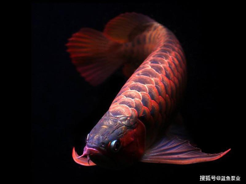 龍魚撞缸后需要禁食嗎？ 龍魚撞缸后需要禁食嗎？ 龍魚百科 第3張