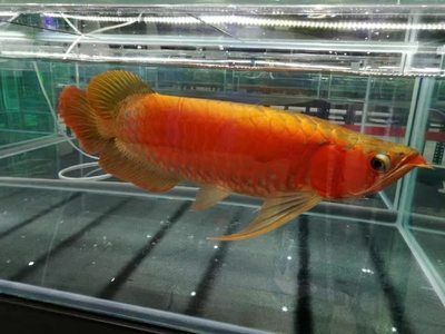 黃金龍魚怎么養(yǎng)活得更久（金龍魚的飼養(yǎng)方法）