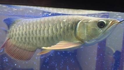 龍魚什么品種好：常見的龍魚品種及其詳細(xì)信息