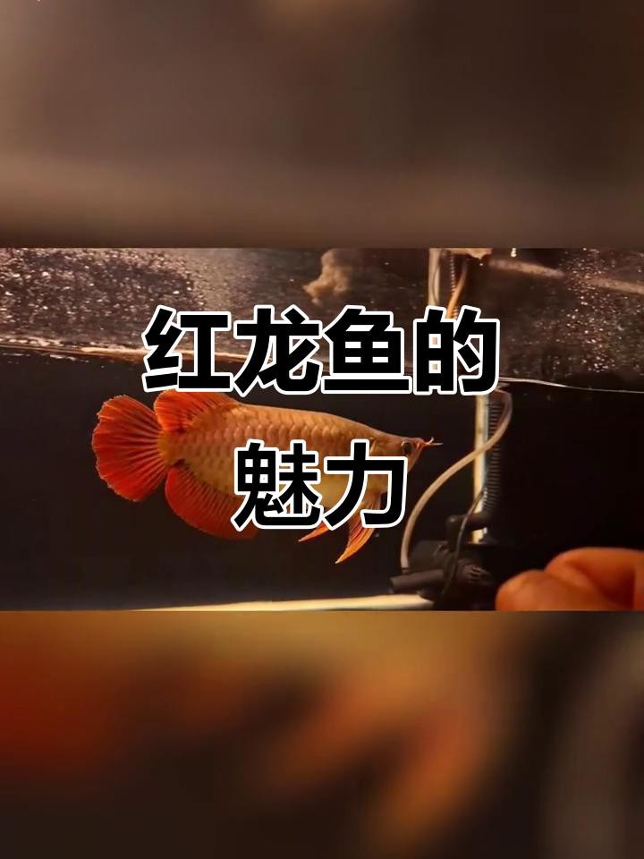有沒有適合橫屏的紅龍魚壁紙？ 有沒有適合橫屏的紅龍魚壁紙？ 龍魚百科 第1張