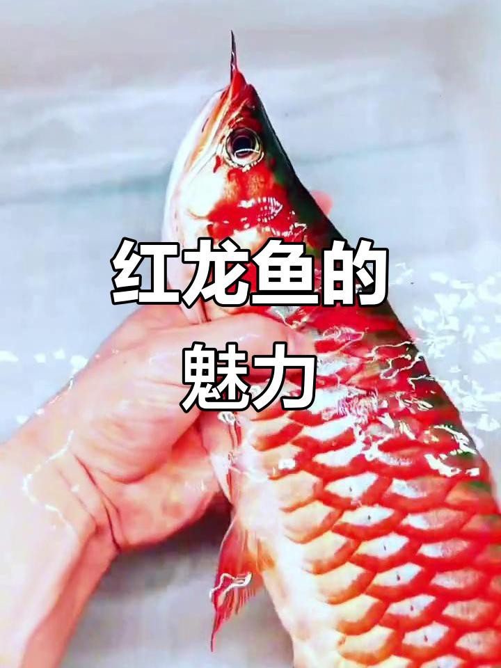 有沒有適合橫屏的紅龍魚壁紙？ 有沒有適合橫屏的紅龍魚壁紙？ 龍魚百科 第2張