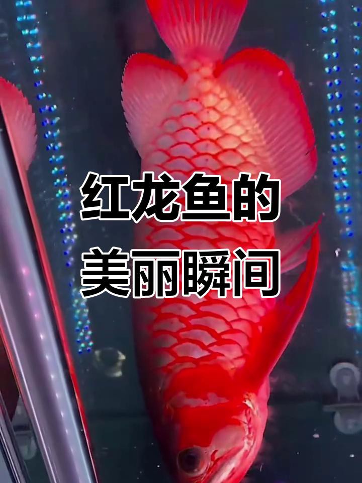 有沒有適合橫屏的紅龍魚壁紙？ 有沒有適合橫屏的紅龍魚壁紙？ 龍魚百科 第5張