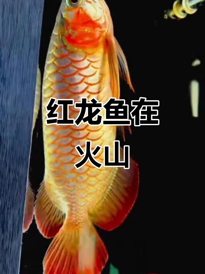 有沒有適合橫屏的紅龍魚壁紙？ 有沒有適合橫屏的紅龍魚壁紙？ 龍魚百科 第3張