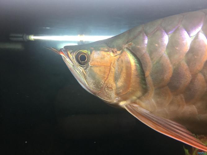 印尼紅龍魚發色過程圖片欣賞大全