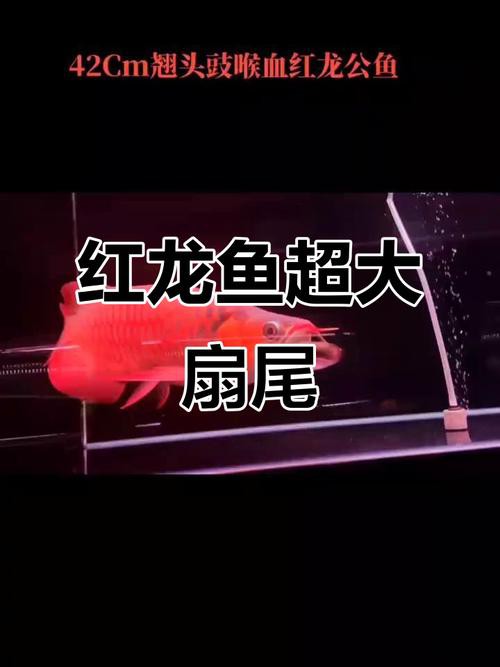 印尼紅龍魚發色過程圖片欣賞大全