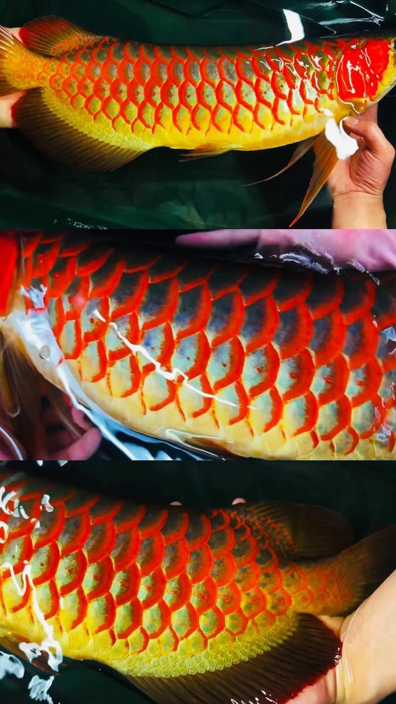 印尼紅龍魚發色過程圖片欣賞大全