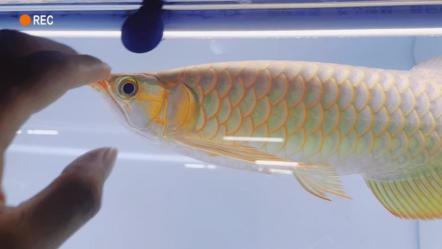 印尼紅龍魚發色過程圖片欣賞大全