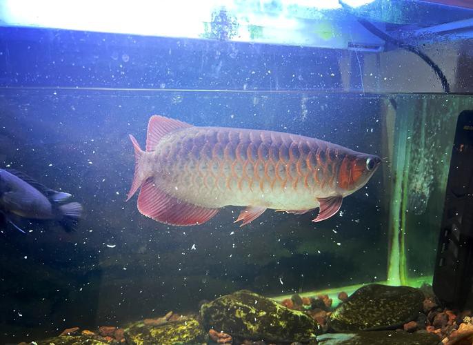 印尼紅龍魚發色過程圖片欣賞大全