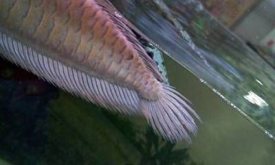 臨桂魚宏觀賞魚經營部（臨桂魚具店）