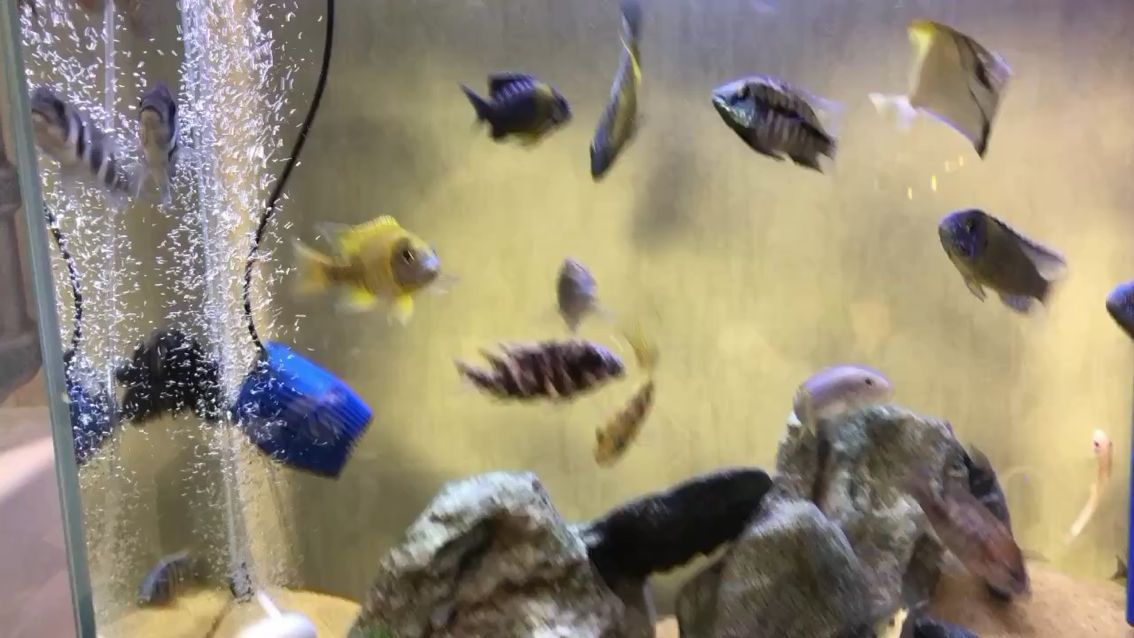 每天最開心的就是喂魚的時候