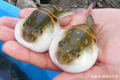 龍魚需要造景嗎：養龍魚要用多大的魚缸