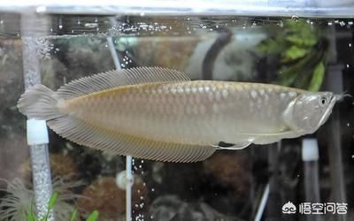 龍魚需要造景嗎：養龍魚要用多大的魚缸