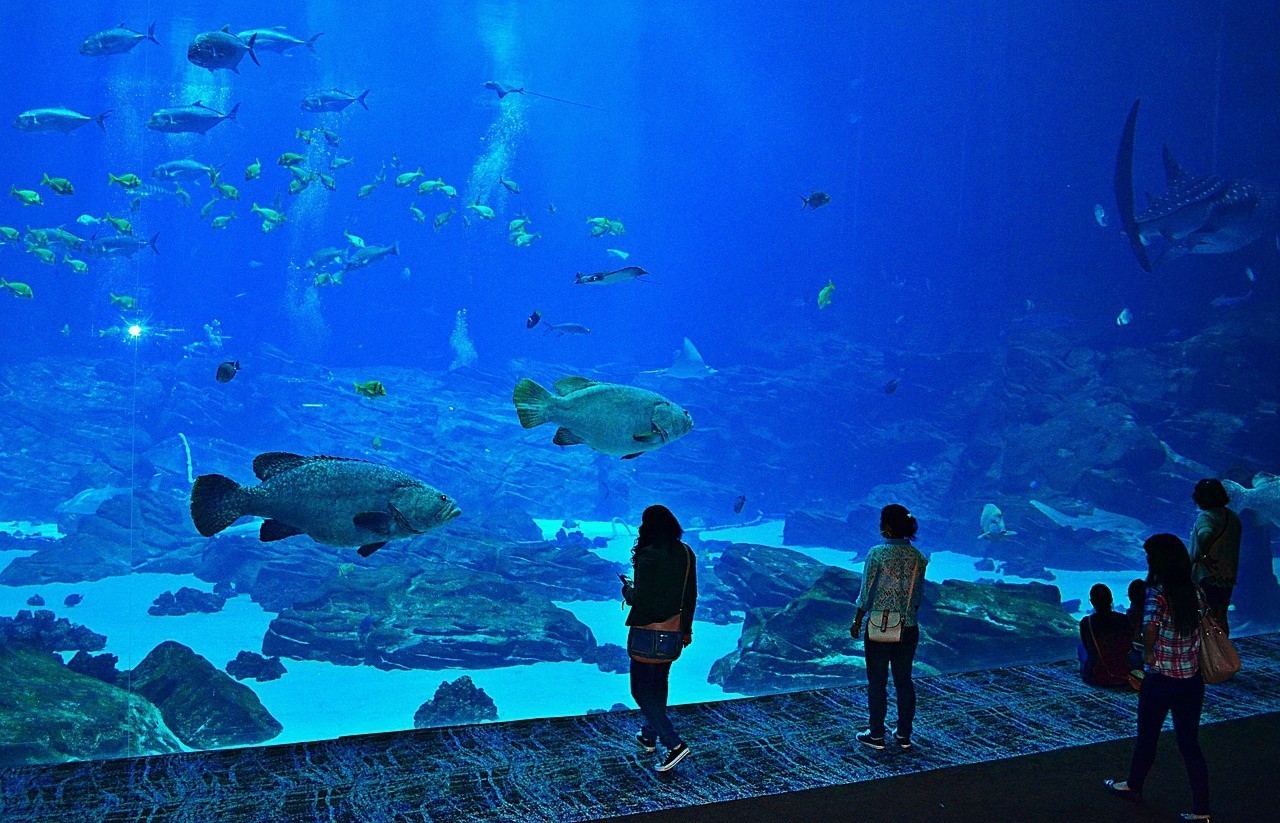 萬年縣可麗愛水族館 （萬年縣可麗愛水族館電話）