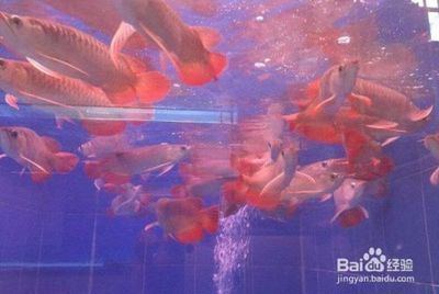 紅龍魚苗怎么挑選好的品種(如何挑選紅龍魚苗) 龍魚百科 第2張 紅龍魚苗怎么挑選好的品種(如何挑選紅龍魚苗) 紅龍魚苗怎么挑選好的品種(如何挑選紅龍魚苗) 龍魚百科 第2張