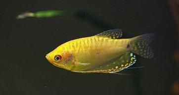 龍魚溫和性格的表現特征：龍魚混養注意事項，龍魚溫和性格的辨別方法，