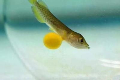 龍魚(yú)苗子何時(shí)有卵泡（龍魚(yú)苗子什么時(shí)候有卵泡）