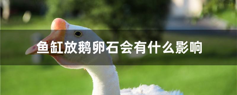 肅寧縣房山木水水族館（肅寧縣房山木水水族館電話）