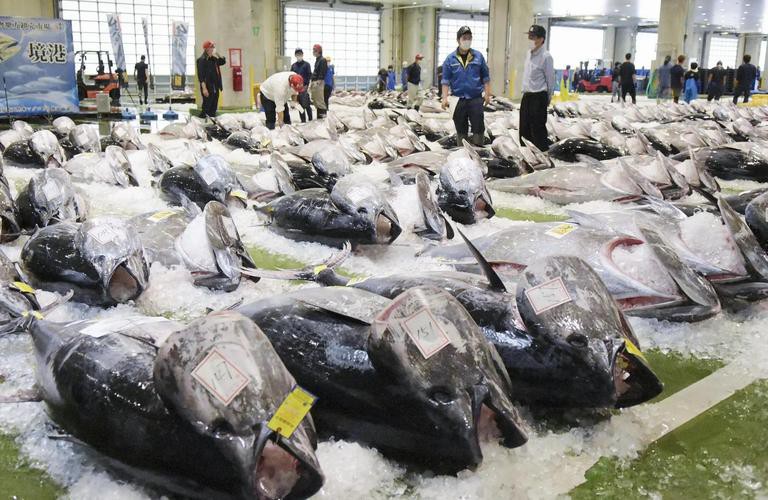 藍(lán)色金龍魚拍賣