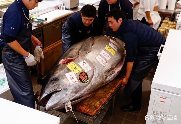 藍(lán)色金龍魚拍賣