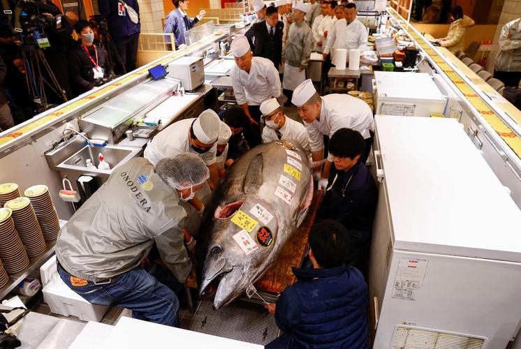 藍(lán)色金龍魚拍賣