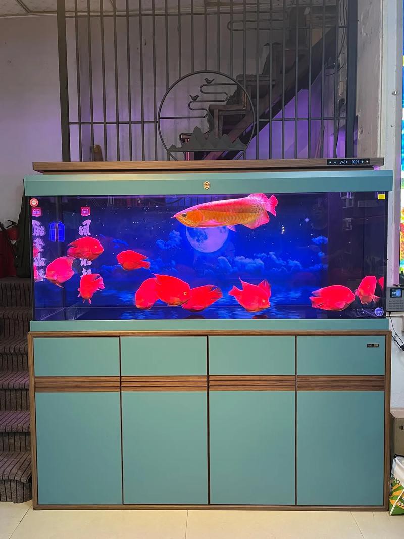 東莞龍魚養(yǎng)殖基地