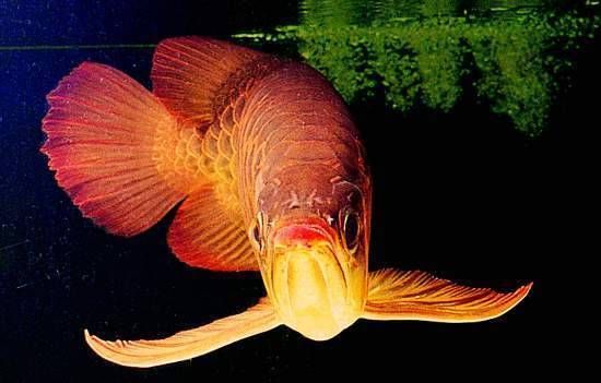 金龍魚幾個鼻孔：金龍魚有2個或4個鼻孔