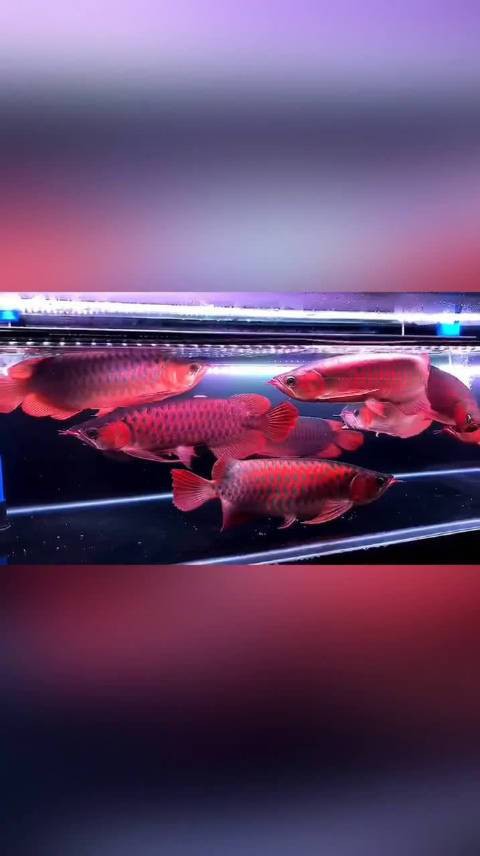 呼和浩特龍魚祥龍魚場怎么樣啊 呼和浩特龍魚祥龍魚場怎么樣啊 龍魚百科 第2張