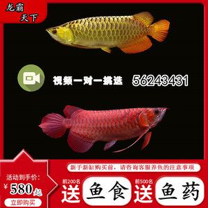 金龍魚活體魚苗批發價格表,金龍魚活體魚苗價格表 龍魚百科 第5張 金龍魚活體魚苗批發價格表,金龍魚活體魚苗價格表 金龍魚活體魚苗批發價格表,金龍魚活體魚苗價格表 龍魚百科 第5張