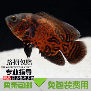 金龍魚活體魚苗批發價格表,金龍魚活體魚苗價格表 龍魚百科 第3張 金龍魚活體魚苗批發價格表,金龍魚活體魚苗價格表 金龍魚活體魚苗批發價格表,金龍魚活體魚苗價格表 龍魚百科 第3張