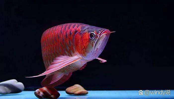 皇冠魚和龍魚能一起養么？