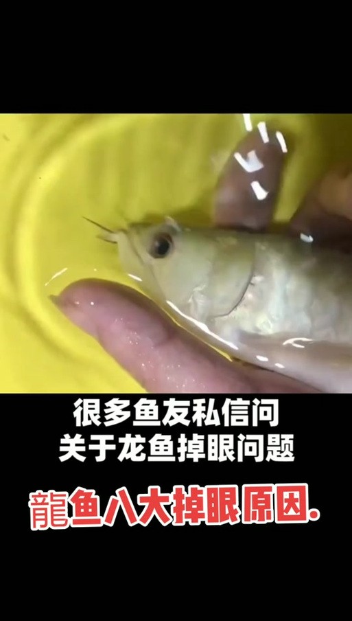 龍魚掉眼照片大全