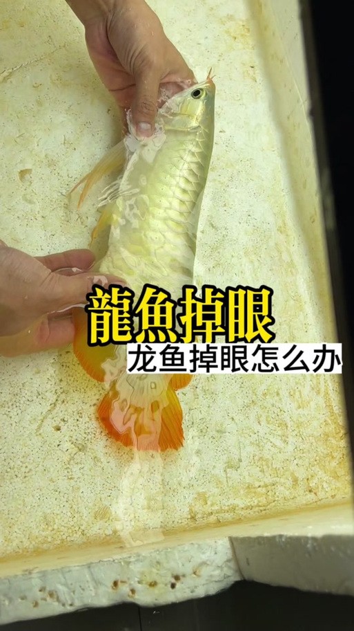 龍魚掉眼照片大全