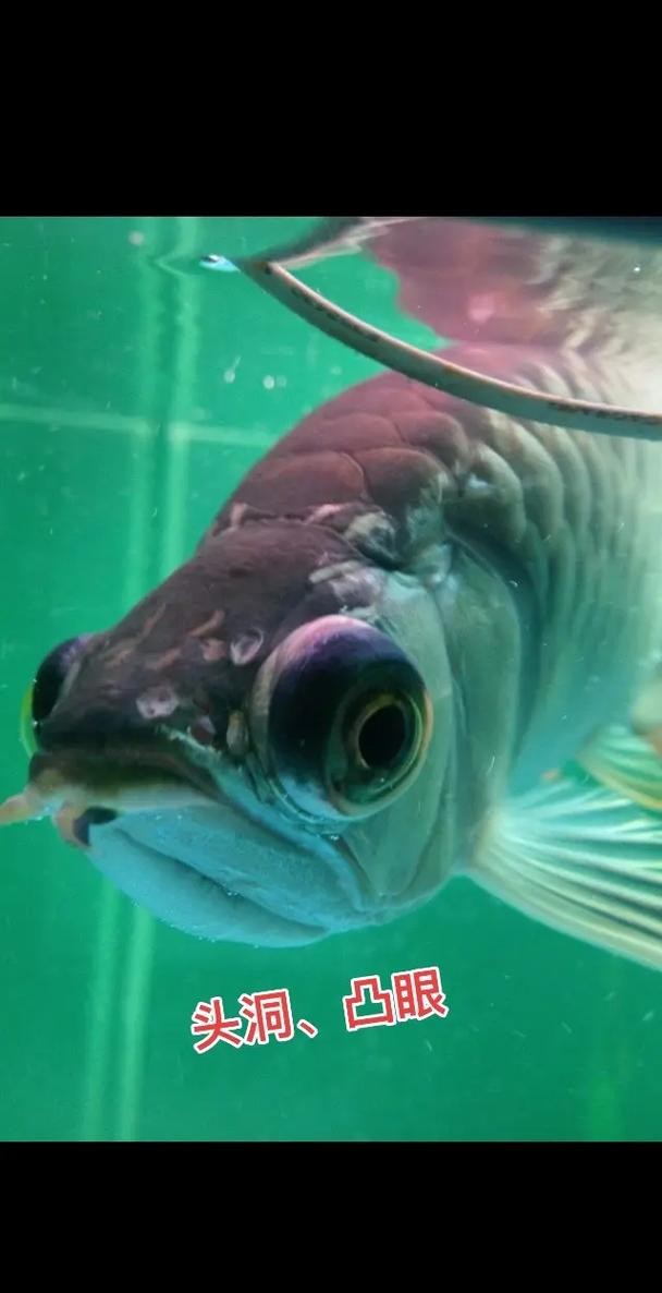 龍魚掉眼照片大全