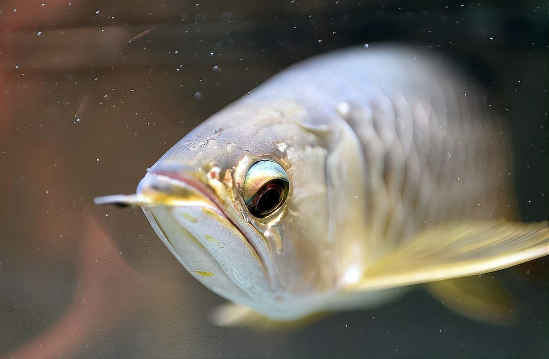 龍魚掉眼照片大全