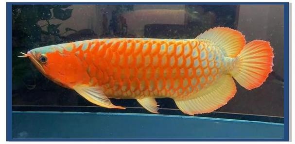 龍魚掉眼照片大全
