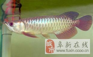 晉中市榆次區(qū)海納斯水族館（晉中市榆次區(qū)海納斯水族館電話）