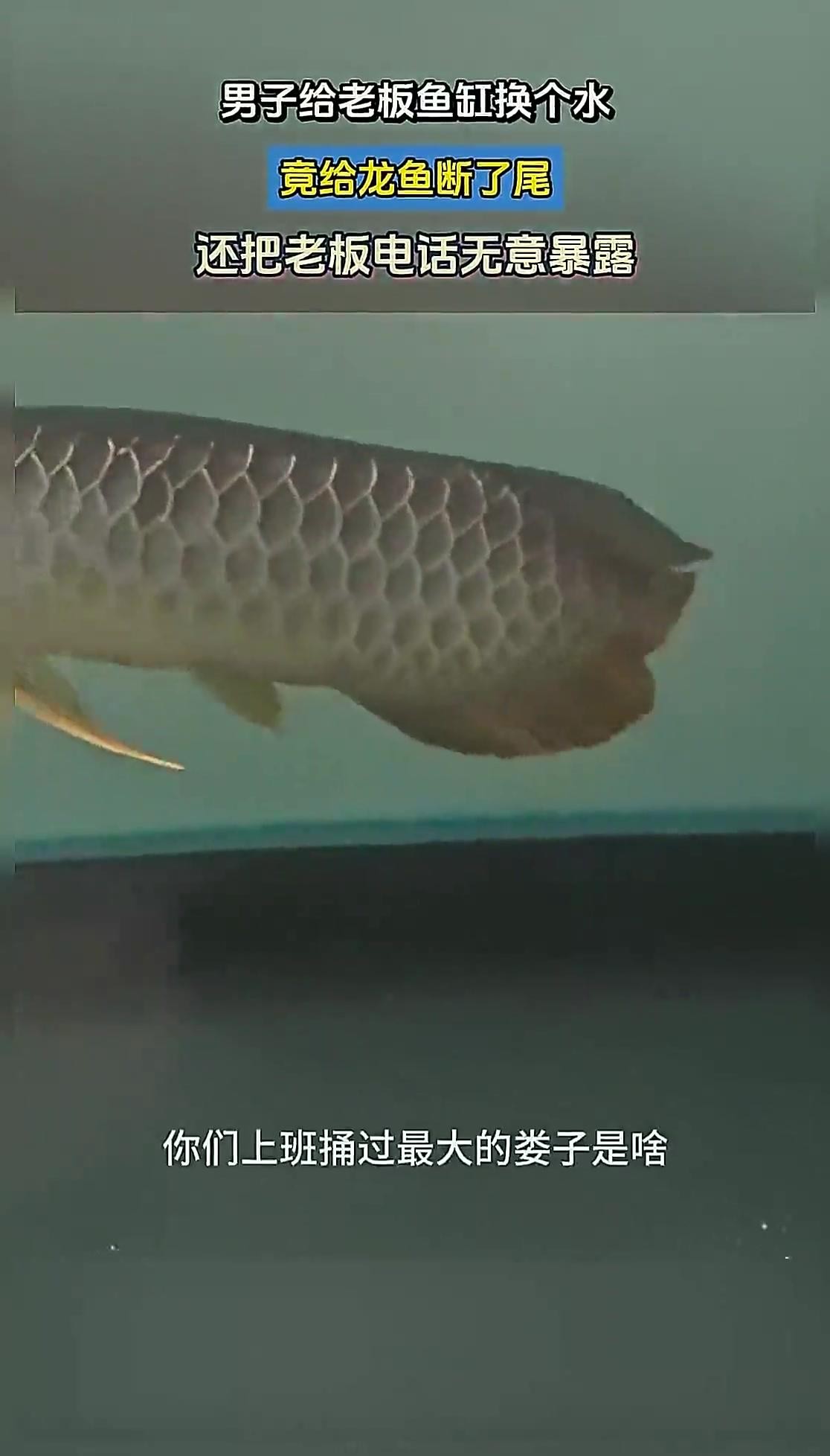 龍魚換缸后如何避免應(yīng)激？