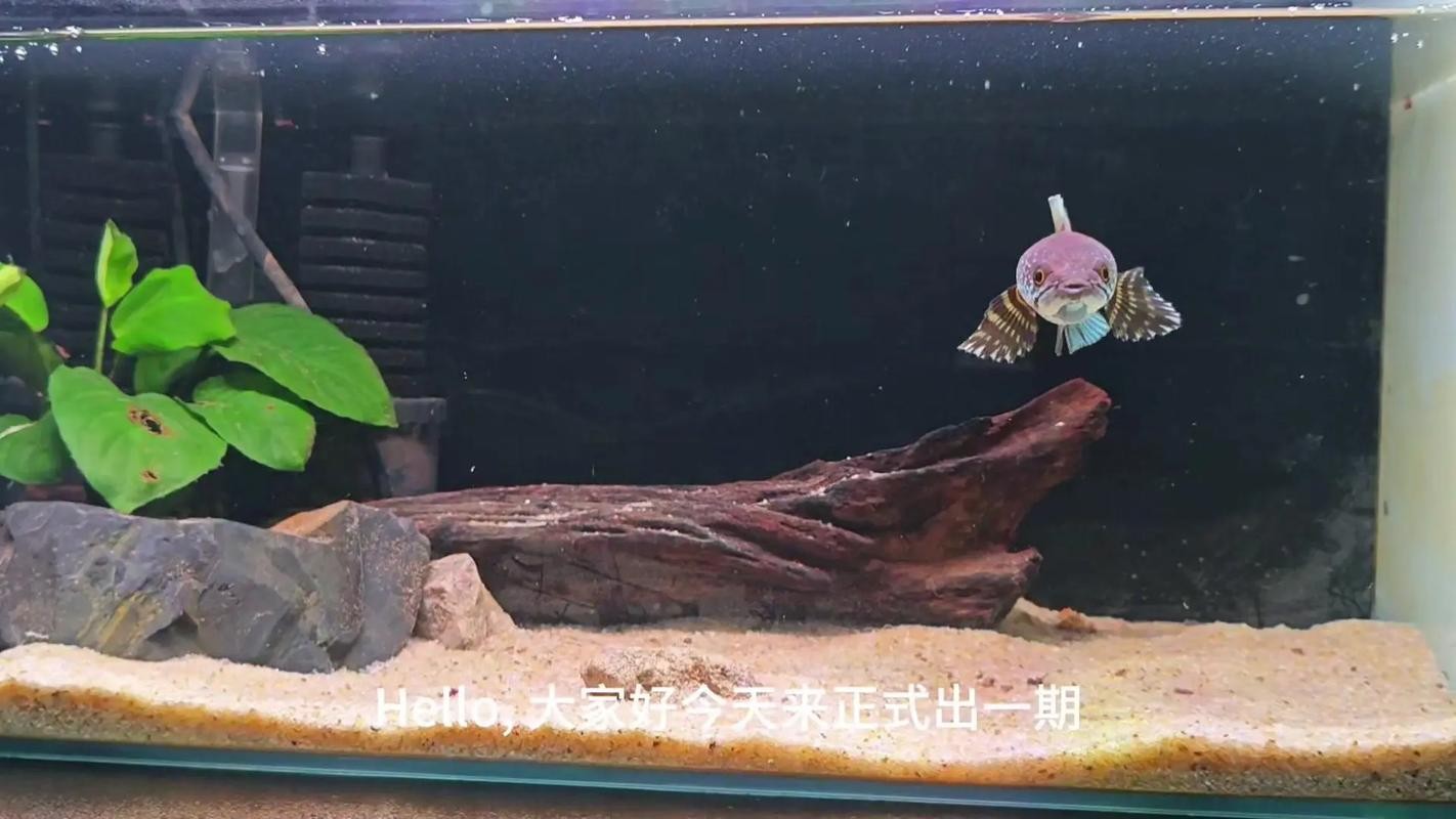 龍魚換缸后如何避免應(yīng)激？