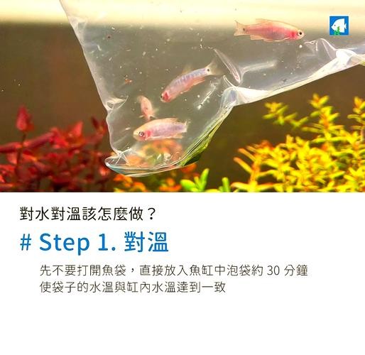 龍魚換缸后如何避免應(yīng)激？