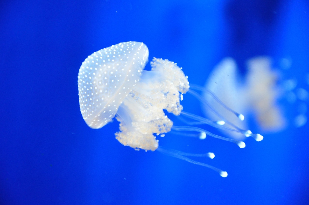 汕尾市城區金生生水族館（汕尾市城區金生生水族館在哪里）