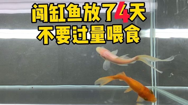 紅龍魚的眼睛長了白斑怎么治療好得快（紅龍魚的眼睛長了白斑怎么治療好得快呢）