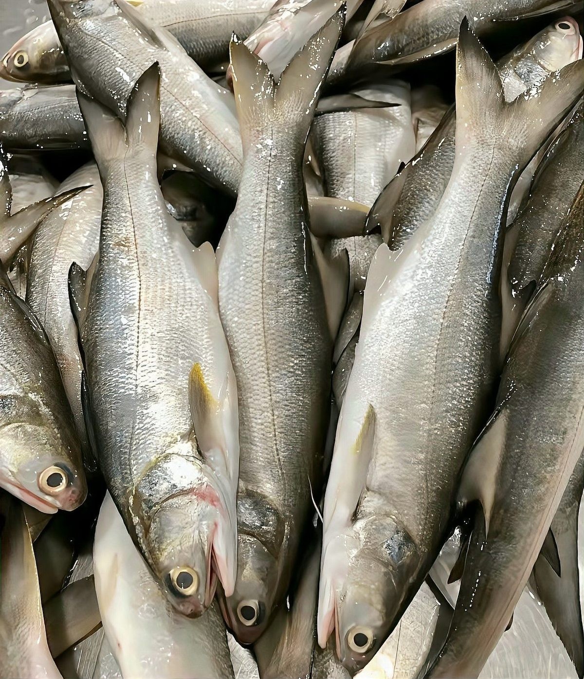 龍魚(yú)好吃還是烏魚(yú)好吃