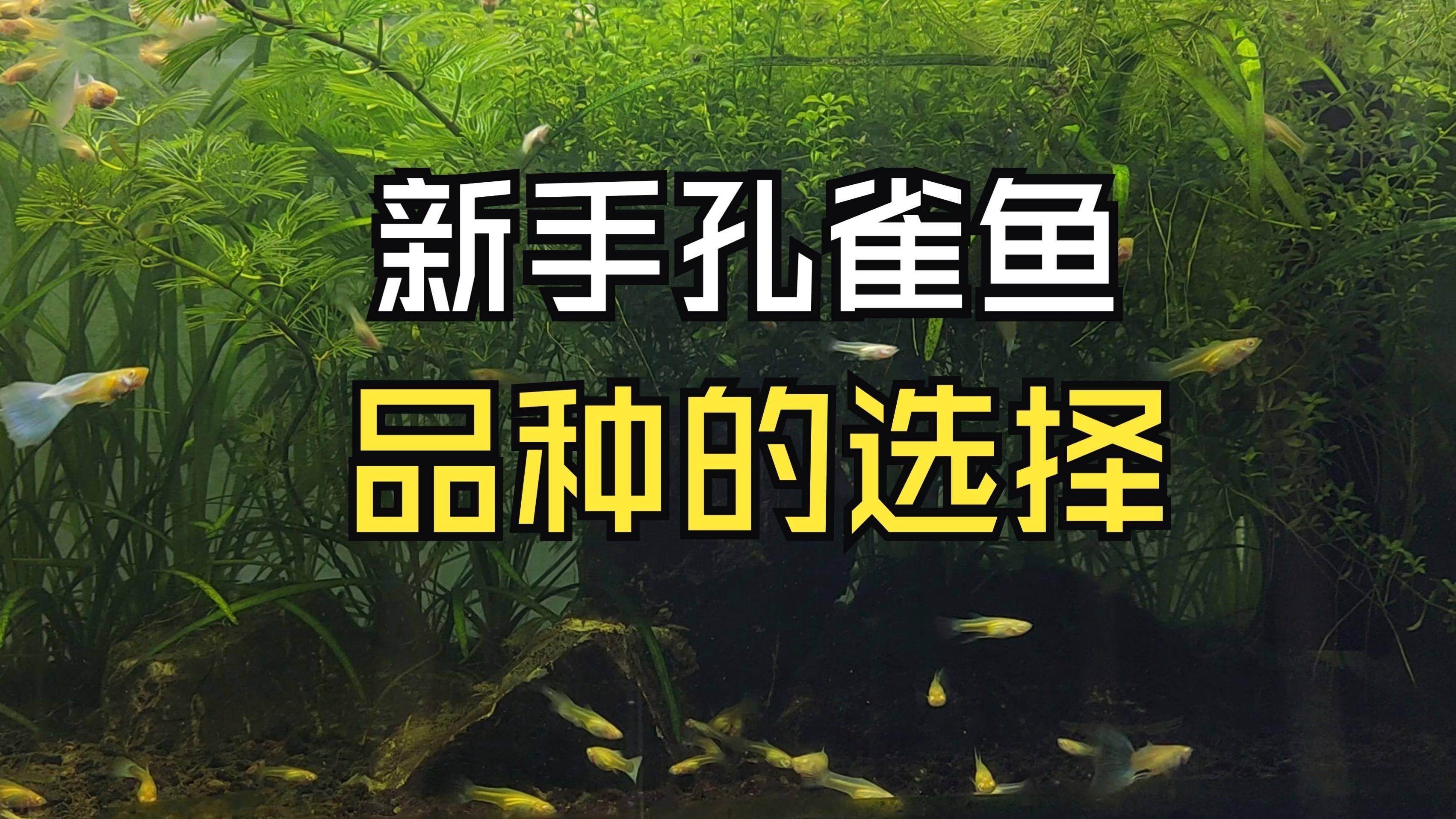孔雀魚什么品種最皮實，孔雀魚小課堂之不同品種孔雀魚的“忍耐力”
