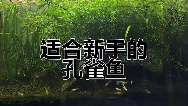 孔雀魚什么品種最皮實，孔雀魚小課堂之不同品種孔雀魚的“忍耐力”