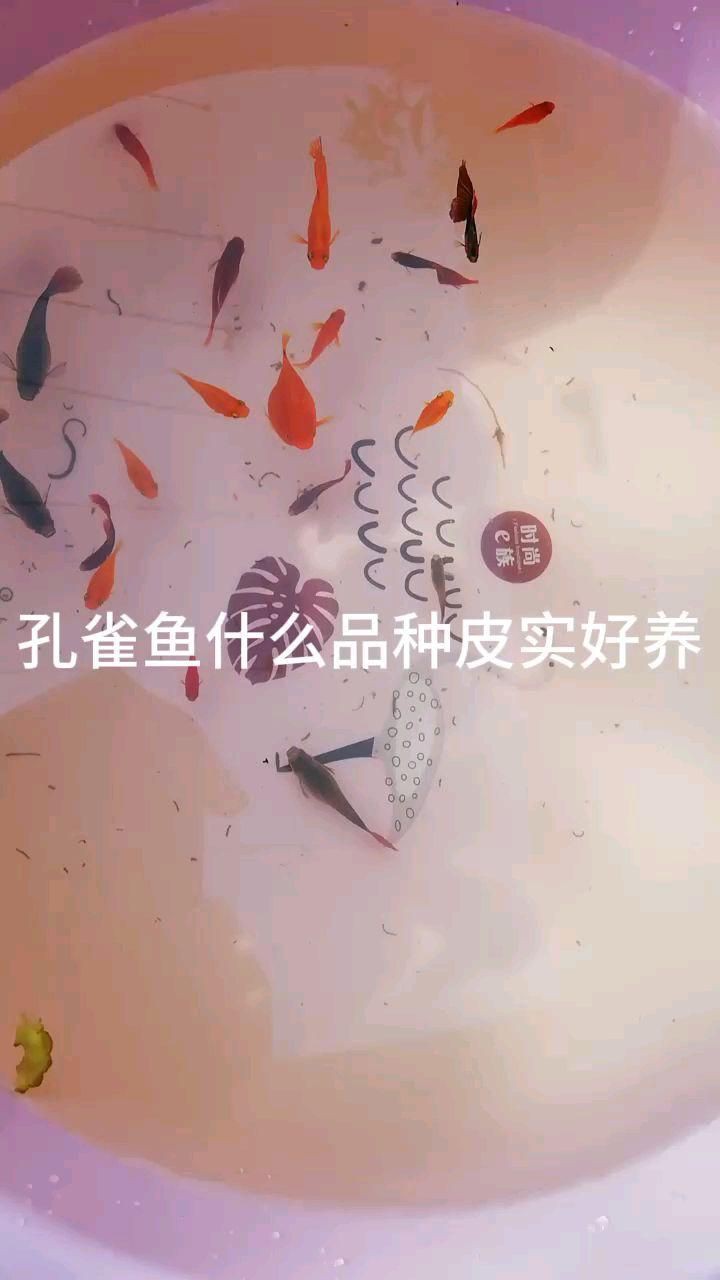 孔雀魚什么品種最皮實，孔雀魚小課堂之不同品種孔雀魚的“忍耐力”
